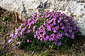 Castelgrande Bellinzona, Switzerland. Silene